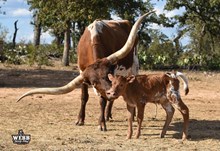 Jericho x Bonnet bull 