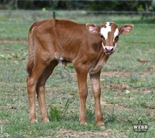 WFF Easter Lily 