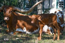 ADELLA X JERICHO BULL CALF