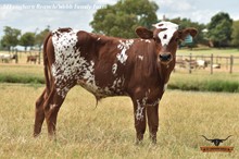 LOLITA BULL CALF