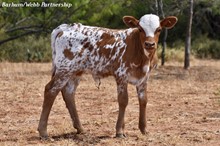 LOLITA'S BULL CALF