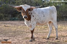 SEL ANNABELLE ROYAL NOTCH