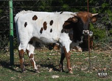 ASTRO x Almila steer calf