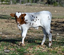 ASTRO & Dottie bull calf