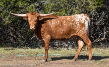 Lolita's Liberty Biberty 