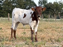 🔵🦆 Tuff Taco (Bull)