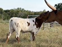 🔵🦆 Tuff Taco (Bull)