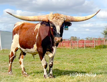 RD Texas Ranger