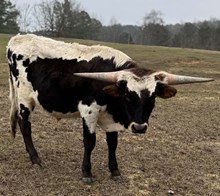 KSHR BARRON TUFF CHEX