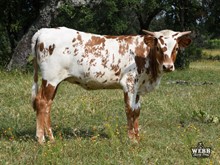 WFF Aussie's Astra
