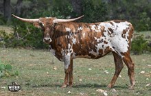 WFF Lacey Tuff Chex