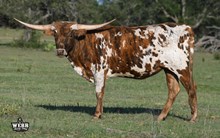 WFF Lacey Tuff Chex