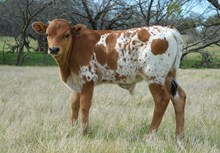 Bella Rosita Bull Calf