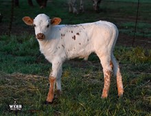 ASTRO & Katy bull calf