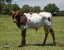 Bella Rosita X Jericho bull calf