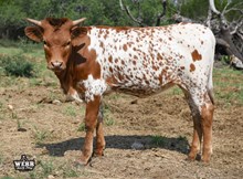 WFF Coco Pebbles