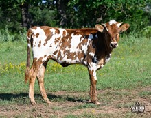 WFF Lacey Tuff Chex