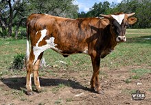 WFF Frieda Tuff Chex