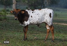 Bella Rosita X Jericho bull calf