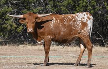 Lolita's Liberty Biberty 