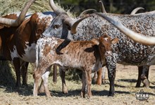 PERLA'S SUMMER BREEZE 