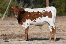 WFF JAMMIN' JIMMY 55