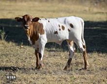 ASTRO x Brazos Almila Bull calf