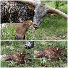 Pearl x Brass Rail  heifer 
